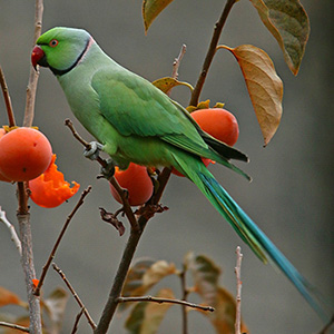 Rose-ringed Parakeet